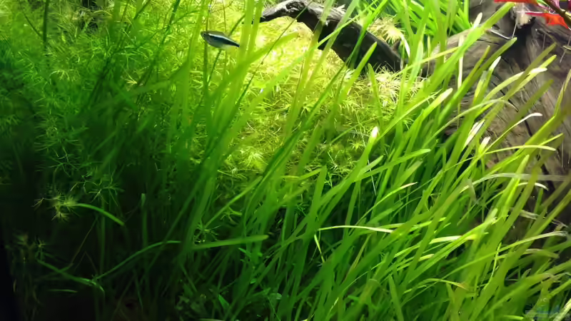 Pflanzen im Aquarium Mein Aquarium von Marc M (8)