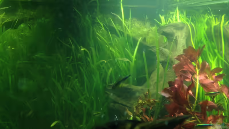 Pflanzen im Aquarium Mein Aquarium von Marc M (9)