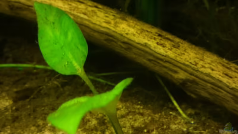 Pflanzen im Aquarium Mein Becken von Karim C (28)