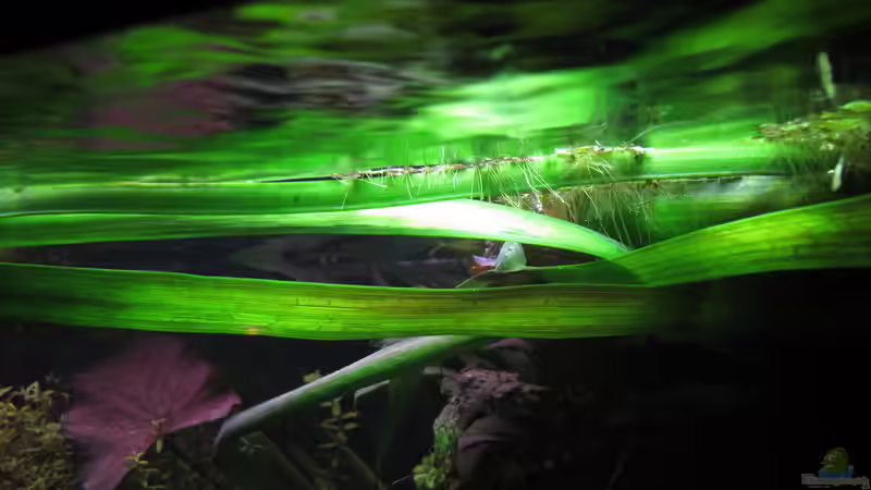 Pflanzen im Aquarium mein eingebautes (AUFGELÖST) von Sarah (19)