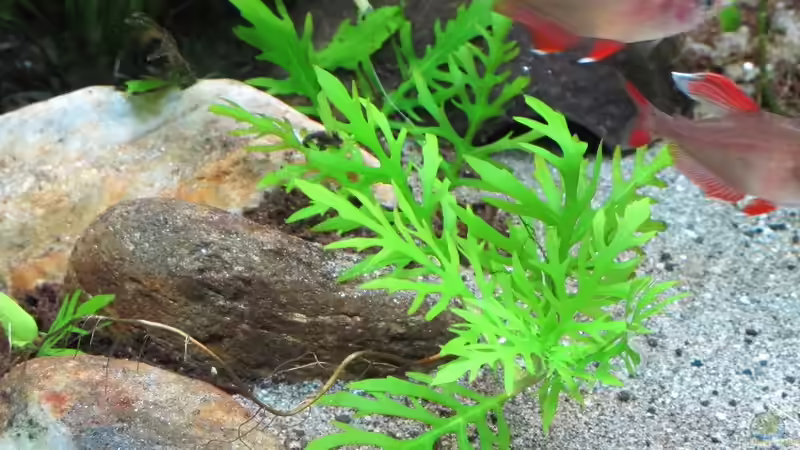 Pflanzen im Aquarium mein eingebautes (AUFGELÖST) von Sarah (21)