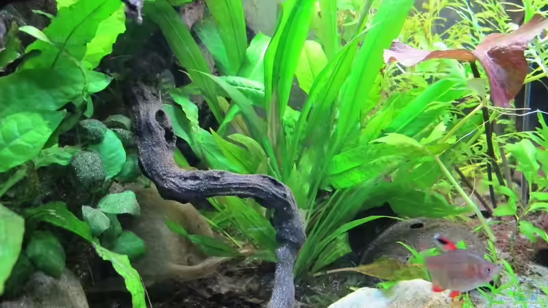 Pflanzen im Aquarium mein eingebautes (AUFGELÖST) von Sarah (23)