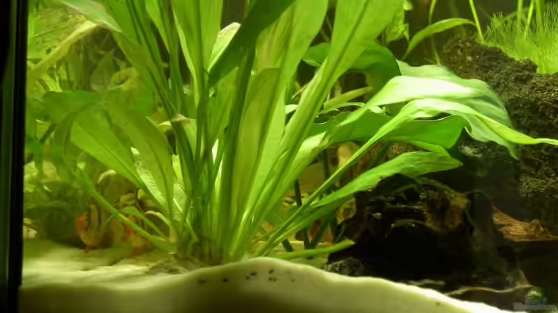 Pflanzen im Aquarium Mein erstes Aquarium (aufgelöst) von Manuela (6)