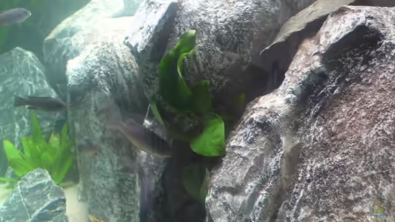 Pflanzen im Aquarium mein erstes Becken von Hedylein (6)