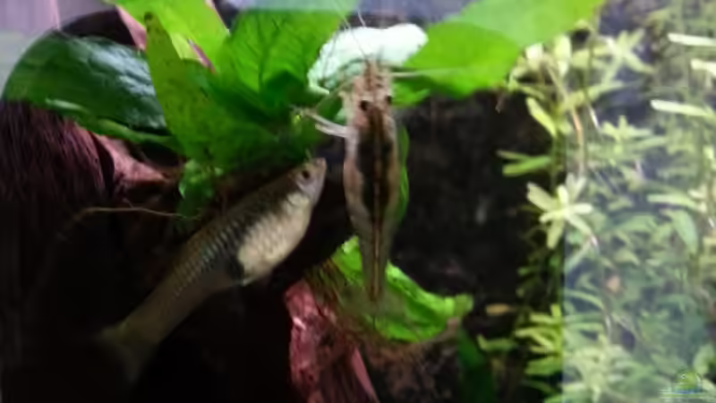 Pflanzen im Aquarium Mein erstes Gesellschaftsbecken von Der Dreiäugige Goldfisch (5)