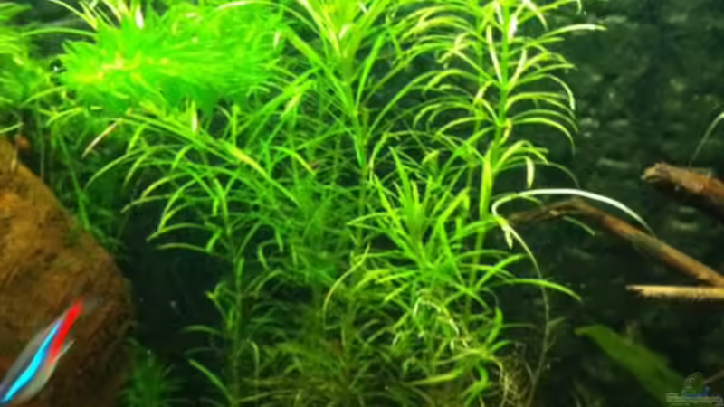 Pflanzen im Aquarium Mein erstes größeres Projekt von Daniel B (12)