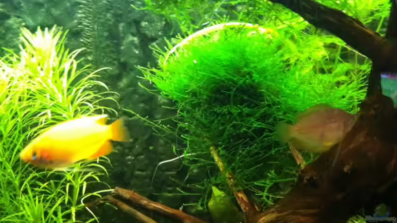 Pflanzen im Aquarium Mein erstes größeres Projekt von Daniel B (14)