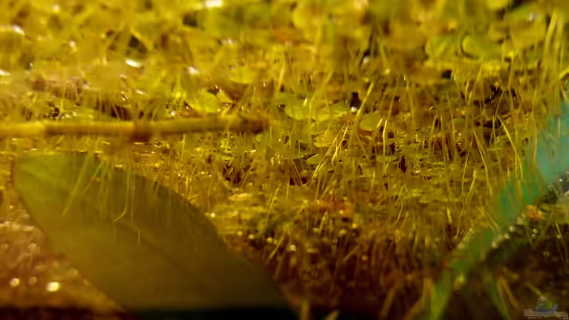 Pflanzen im Aquarium Mein erstes Schwarzwasserbecken von wid (8)