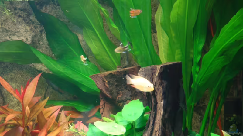 Pflanzen im Aquarium Mein Erstes! von Goos (9)