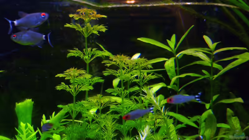 Pflanzen im Aquarium Mein Juwel aus Rio von _ME_ (12)