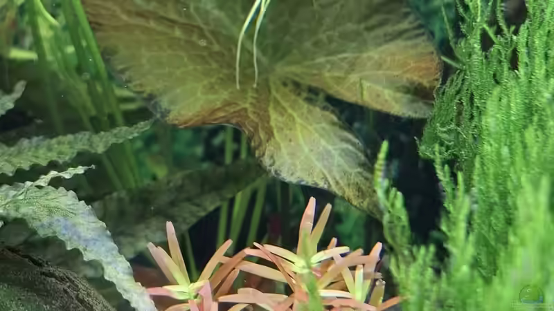 Pflanzen im Aquarium Mein kleiner Dschungel von SiggiPl (3)