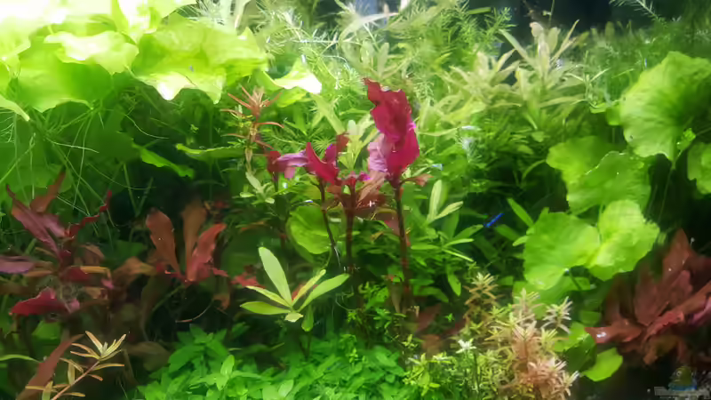 Pflanzen im Aquarium mein kleines Amazonas Scape von odin 68 (120)