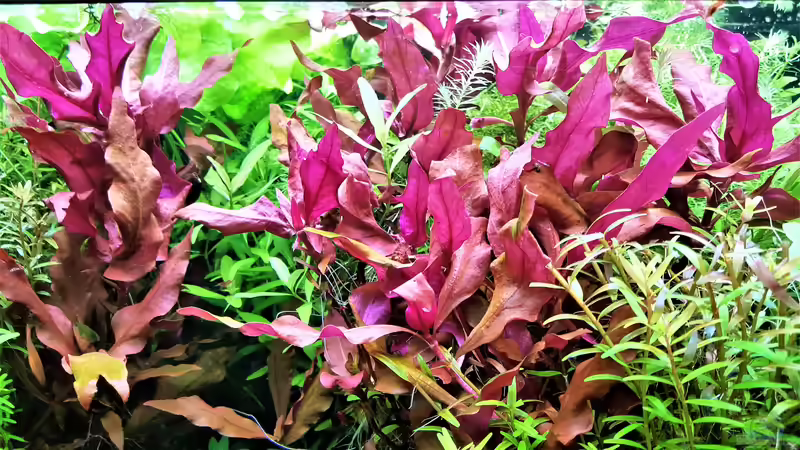 Pflanzen im Aquarium mein kleines Amazonas Scape von odin 68 (121)