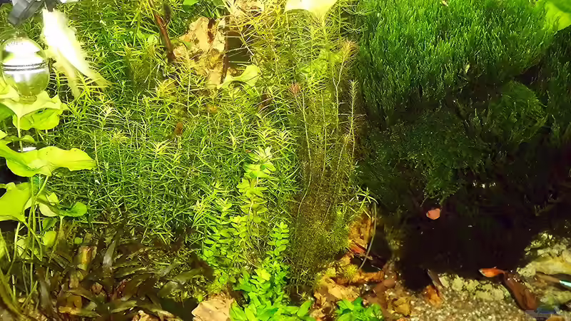 Pflanzen im Aquarium mein kleines Amazonas Scape von odin 68 (127)