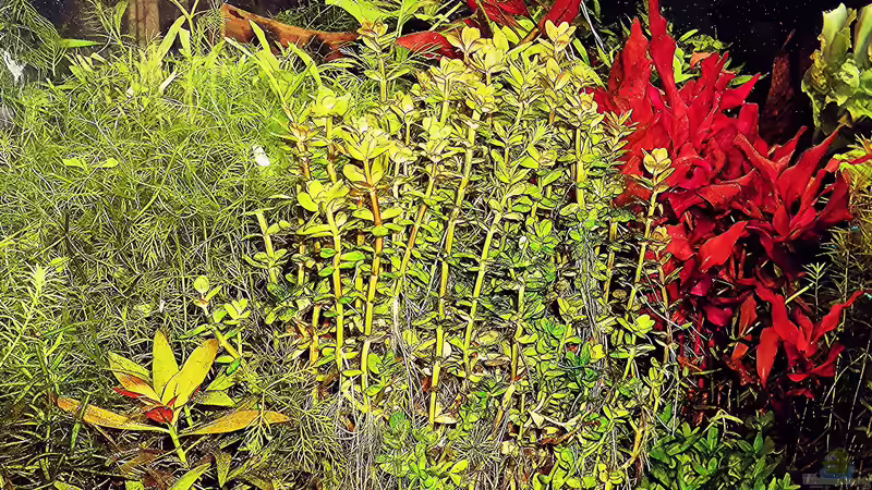 Pflanzen im Aquarium mein kleines Amazonas Scape von odin 68 (129)