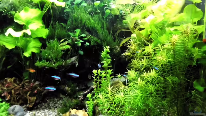 Pflanzen im Aquarium mein kleines Amazonas Scape von odin 68 (134)