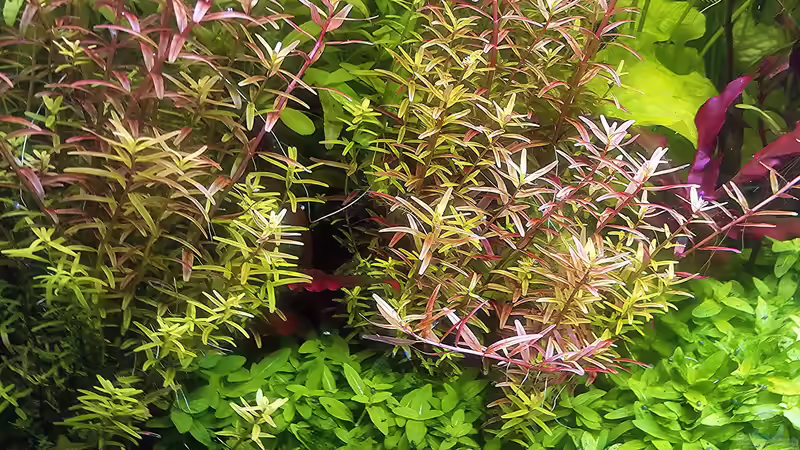 Pflanzen im Aquarium mein kleines Amazonas Scape von odin 68 (135)