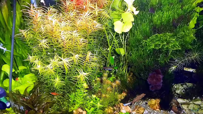 Pflanzen im Aquarium mein kleines Amazonas Scape von odin 68 (136)
