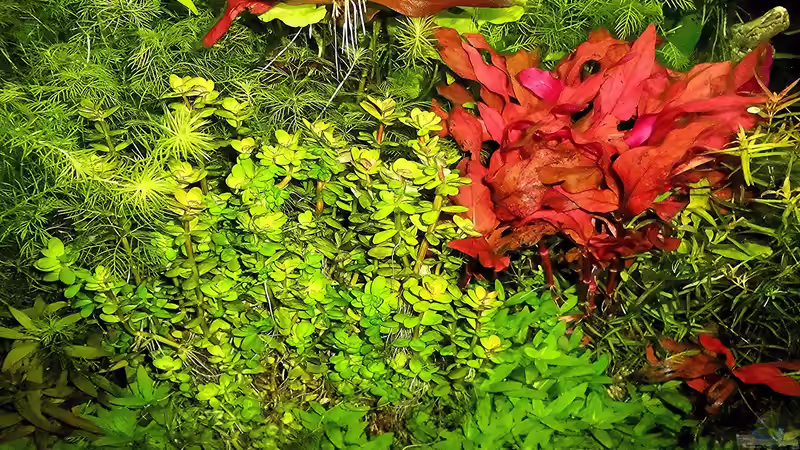 Pflanzen im Aquarium mein kleines Amazonas Scape von odin 68 (137)