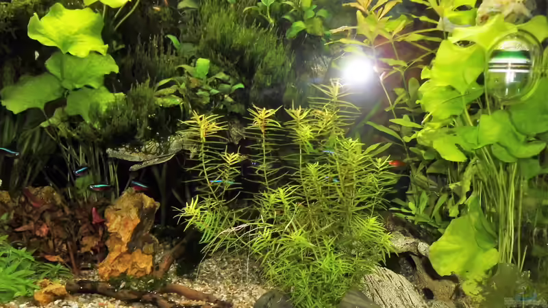 Pflanzen im Aquarium mein kleines Amazonas Scape von odin 68 (140)