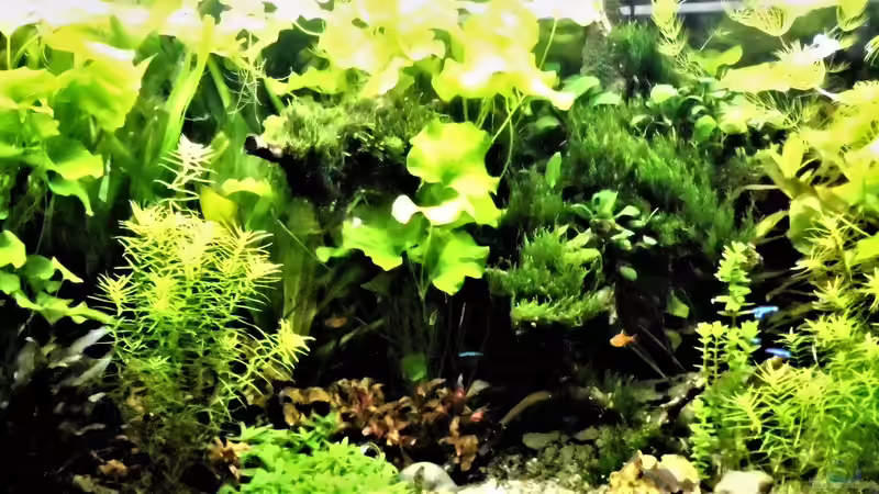 Pflanzen im Aquarium mein kleines Amazonas Scape von odin 68 (145)