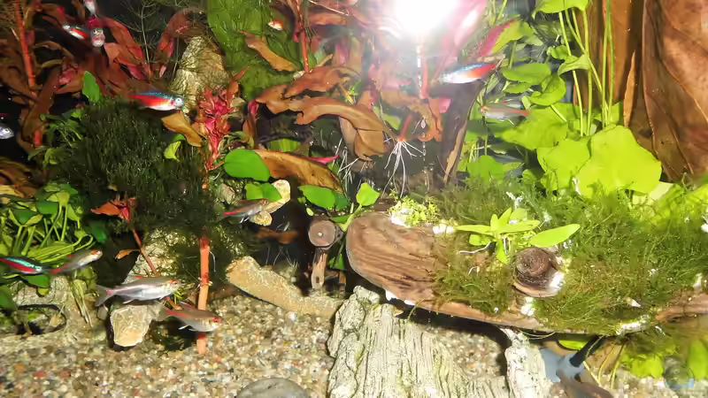 Pflanzen im Aquarium mein kleines Amazonas Scape von odin 68 (149)