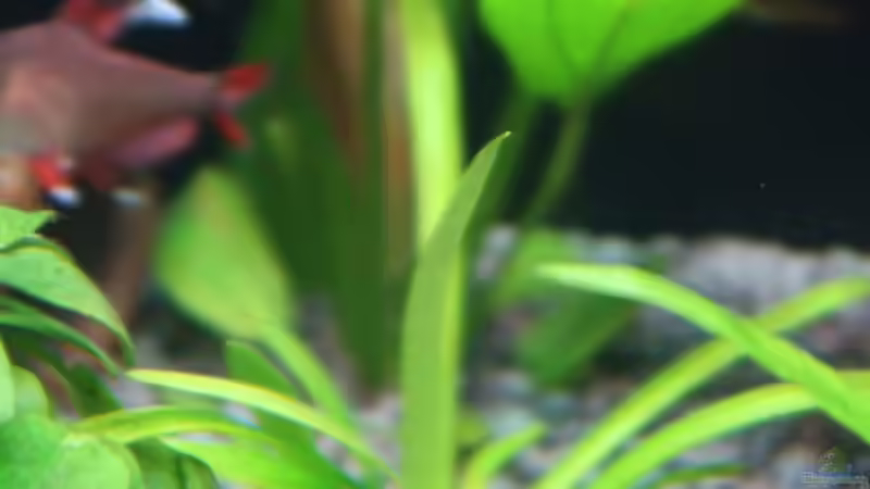 Pflanzen im Aquarium Mein kleines &quot;Juwel&quot; nur mehr als Beispiel von ernst11 (22)
