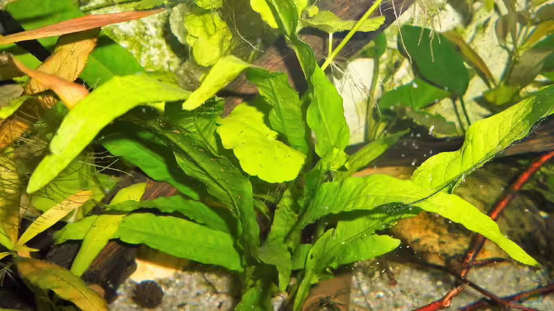 Pflanzen im Aquarium mein kleines Asien Becken von odin 68 (100)