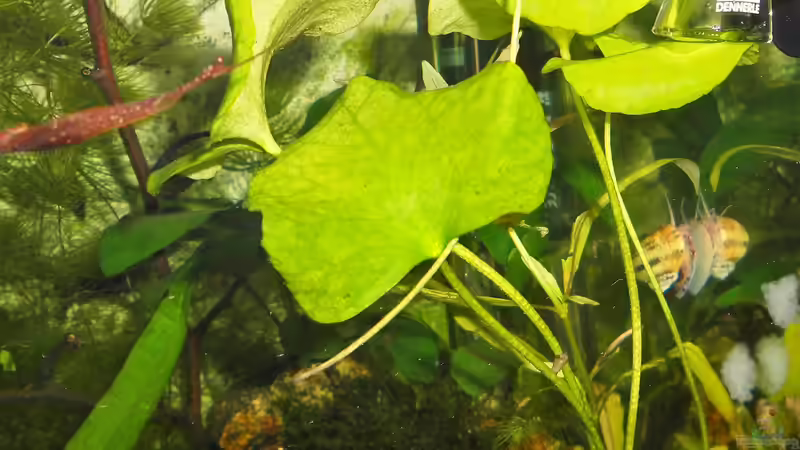Pflanzen im Aquarium mein kleines Asien Becken von odin 68 (106)