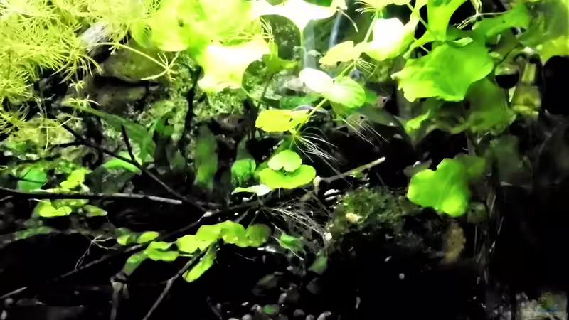 Pflanzen im Aquarium mein kleines Asien Becken von odin 68 (107)