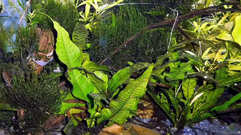 Pflanzen im Aquarium mein kleines Asien Becken von odin 68 (99)