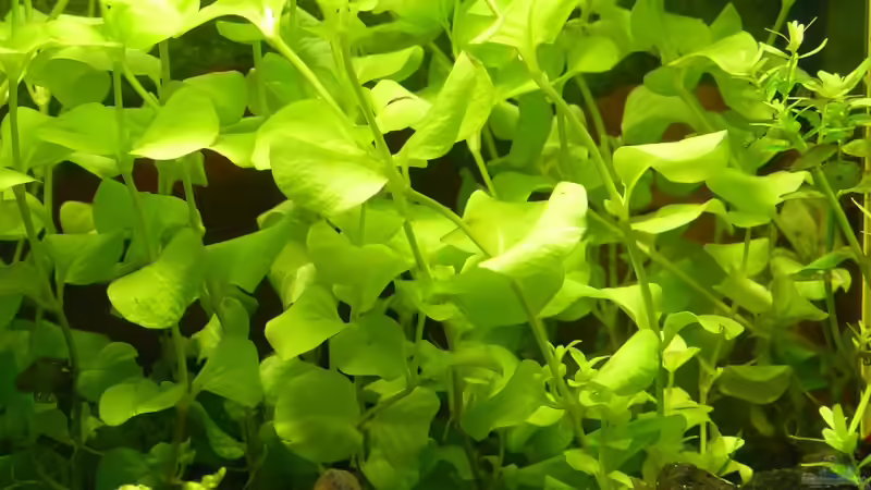 Pflanzen im Aquarium Mein kleines Braunes von A. G. (11)