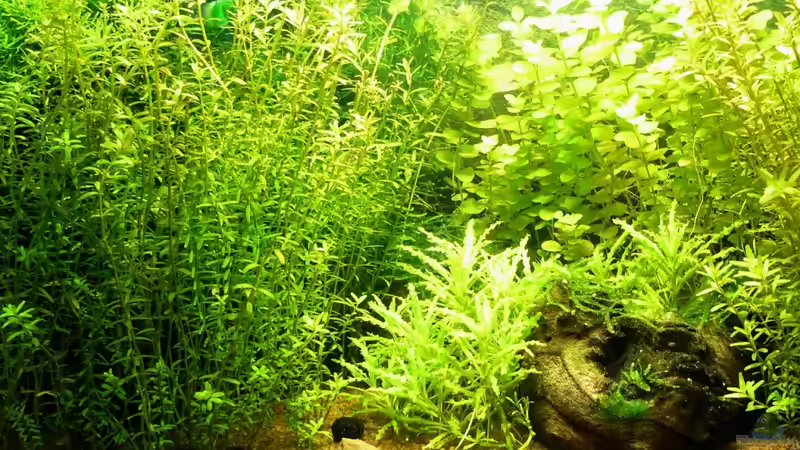 Pflanzen im Aquarium Mein kleines Braunes von A. G. (12)