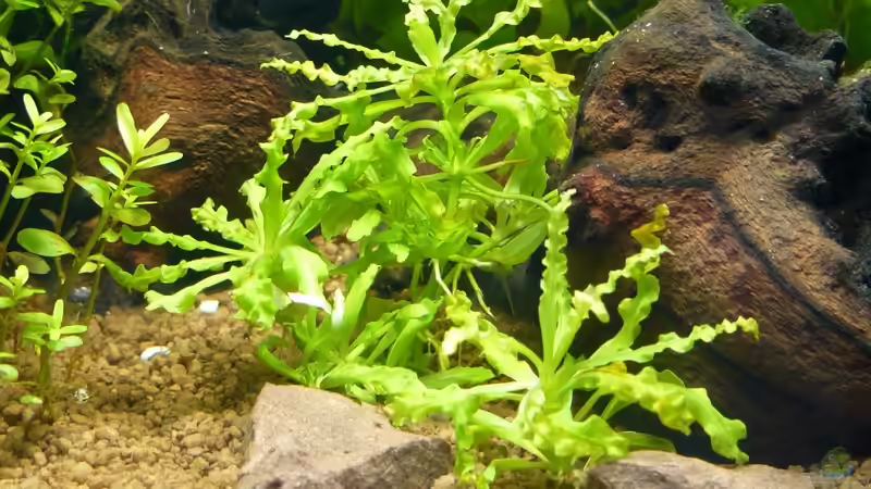Pflanzen im Aquarium Mein kleines Braunes von A. G. (9)