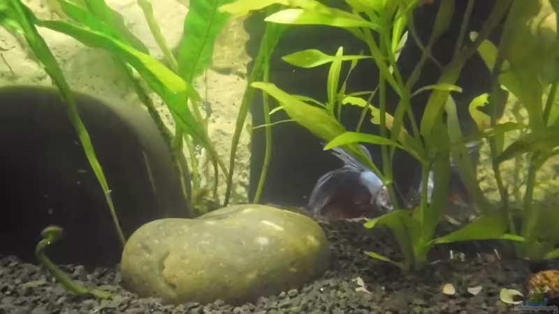 Pflanzen im Aquarium mein kleines Garnelen Becken (aufgelöst) von odin 68 (48)