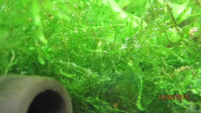 Pflanzen im Aquarium mein kleines Reich von Wasserfloh*1 (4)