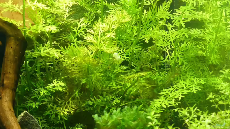 Pflanzen im Aquarium Mein kleines Schwarzes von A. G. (6)