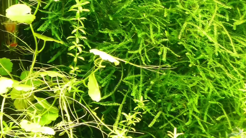 Pflanzen im Aquarium Mein kleines Schwarzes von A. G. (8)