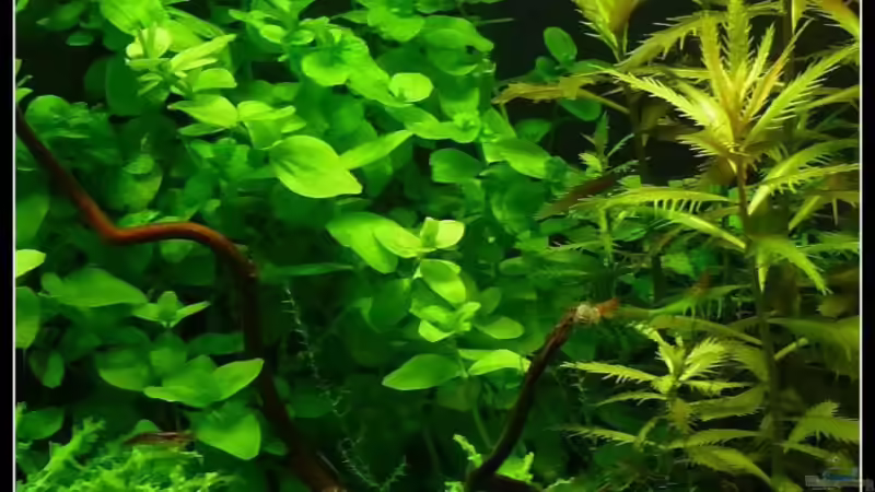 Pflanzen im Aquarium Mein Kleines von *Dominique* (12)