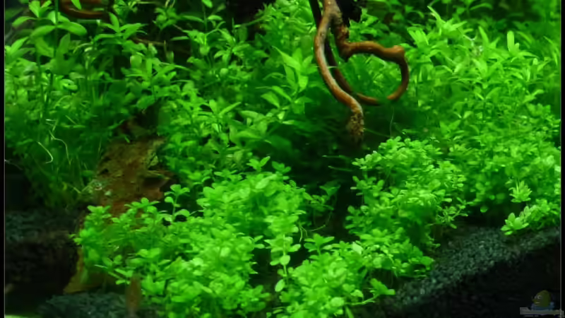 Pflanzen im Aquarium Mein Kleines von *Dominique* (8)