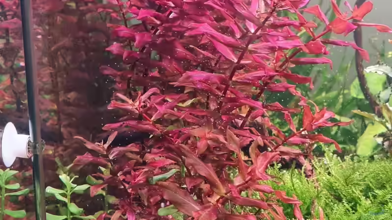 Pflanzen im Aquarium Mein liebster 270 Liter Bauklotz ! von Dirk Korsten (3)