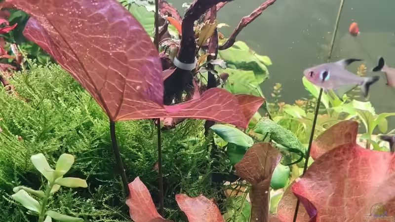 Pflanzen im Aquarium Mein liebster 270 Liter Bauklotz ! von Dirk Korsten (4)