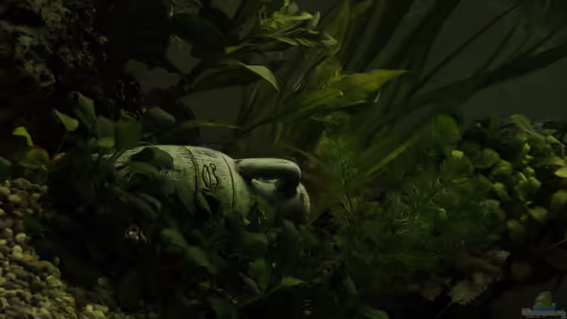 Pflanzen im Aquarium Mein Schatz von AndyK (3)