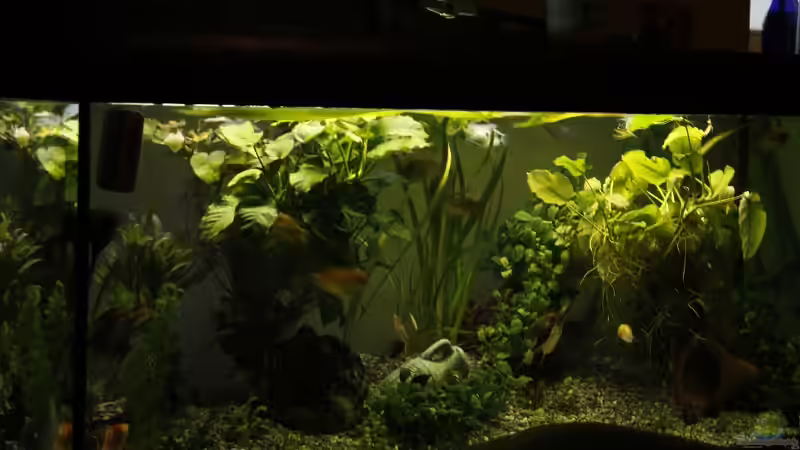 Pflanzen im Aquarium Mein Schatz von AndyK (4)