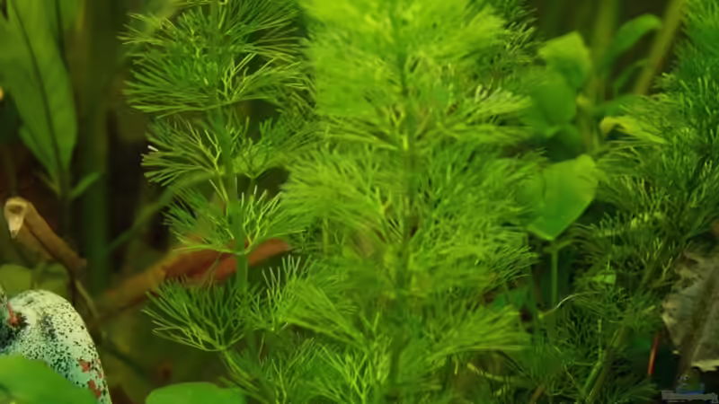 Pflanzen im Aquarium Mein Schatz von AndyK (5)