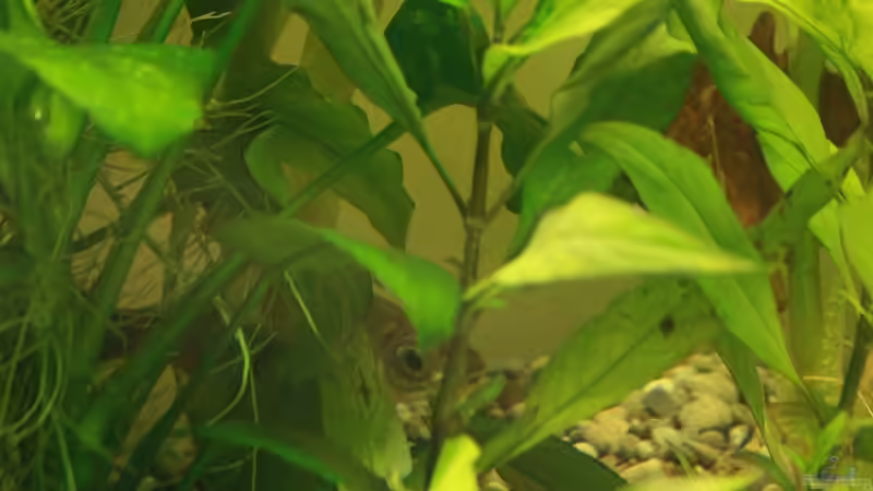 Pflanzen im Aquarium Mein Schatz von AndyK (6)