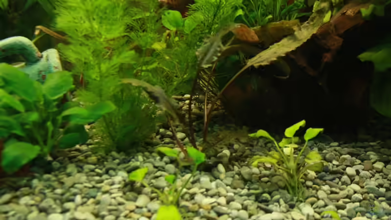 Pflanzen im Aquarium Mein Schatz von AndyK (7)