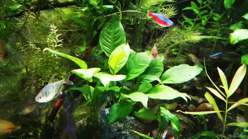 Pflanzen im Aquarium Mein Südamerika von Heike Fuchs (17)