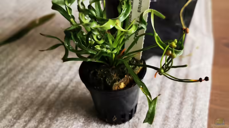 Pflanzen im Aquarium Mein Südamerika von Heike Fuchs (18)