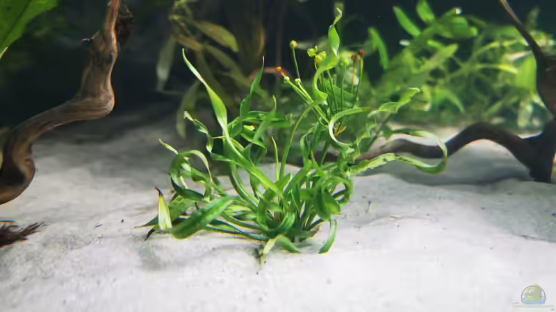 Pflanzen im Aquarium Mein Südamerika von Heike Fuchs (19)